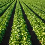 Fermierii pot primi 75% din subvenții începând cu 16 octombrie 2026