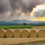 Insolvențele cresc cu 12% în 2026, agricultura și construcțiile în centrul crizei