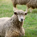 Program Hambar: adopție simbolică, ar fi primire brânză