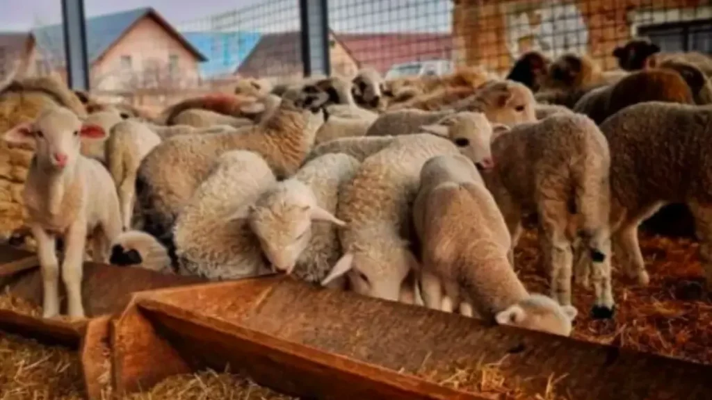 Șase județe fără vaccin împotriva antraxului