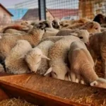 Șase județe fără vaccin împotriva antraxului