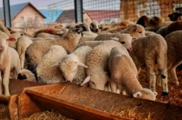 Șase județe fără vaccin împotriva antraxului